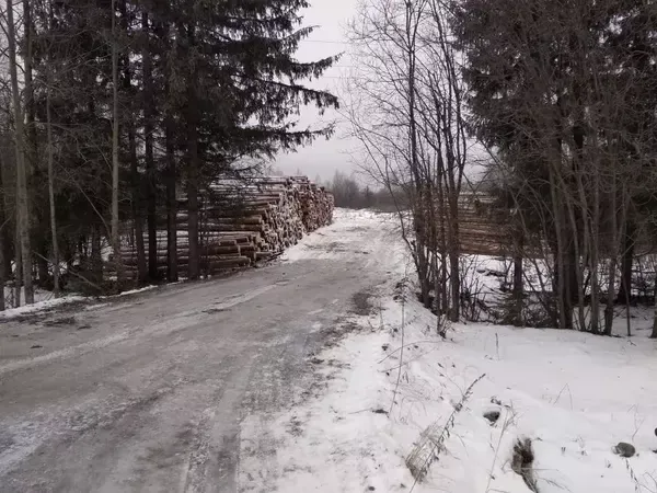 Зимний лес или когда лучше строить сруб - зимой или летом? Зимний лес или когда лучше строить сруб - зимой или летом?